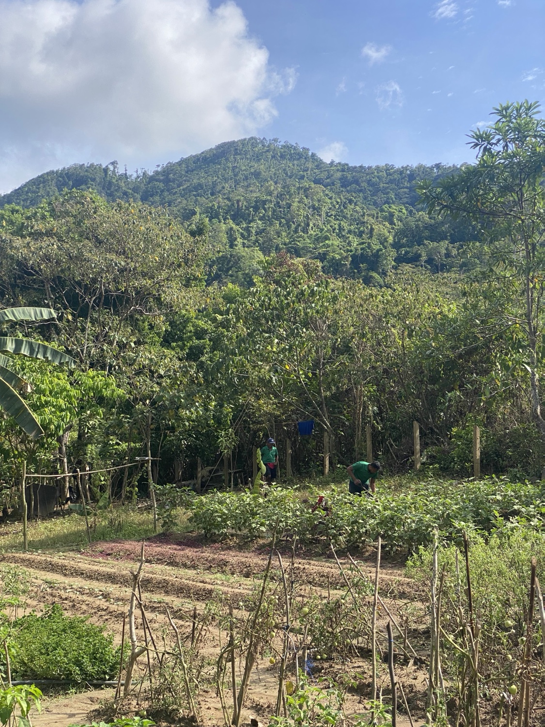 Atalaya's farm in New Ibajay, Palawan